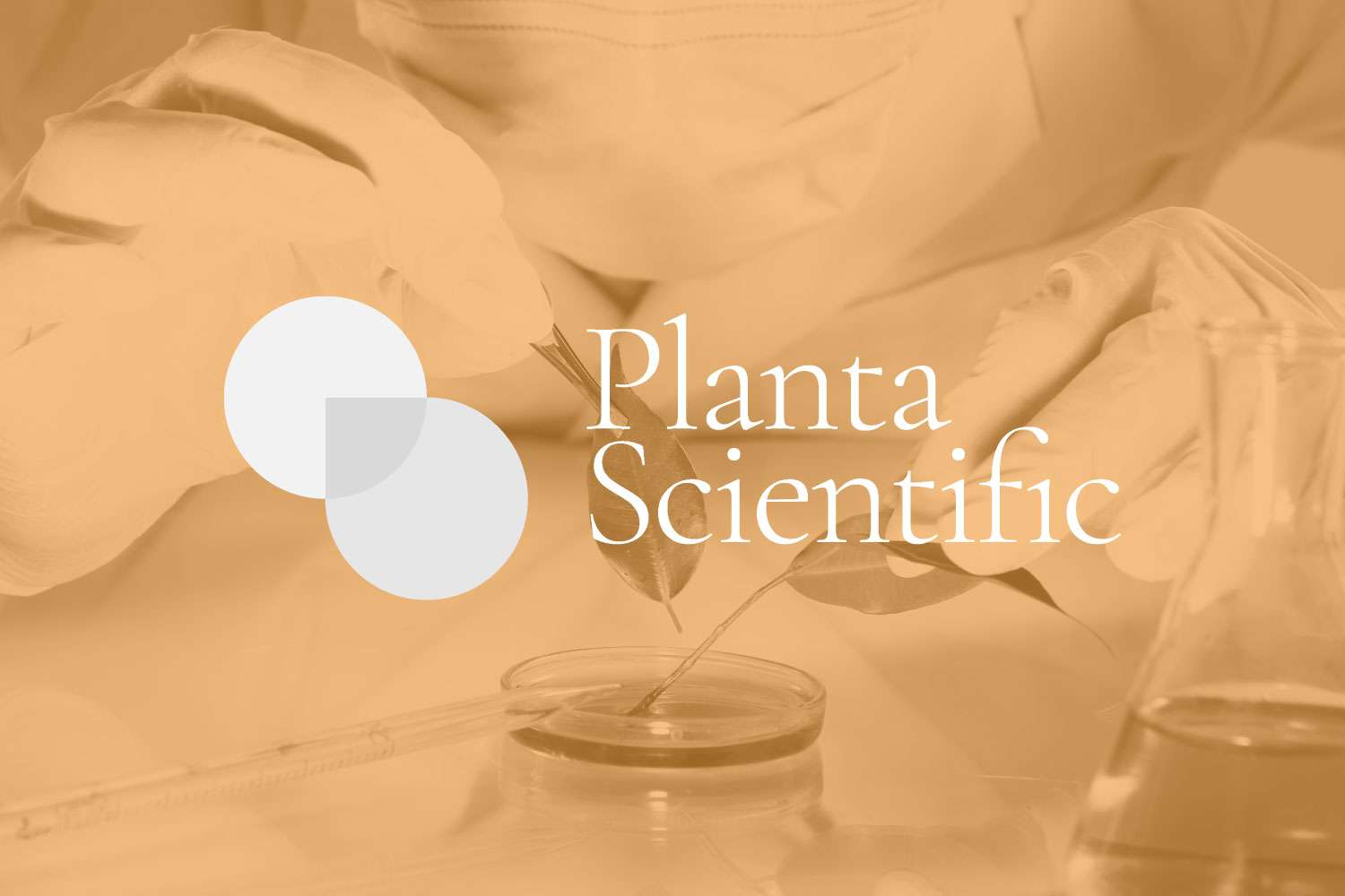 Making an entrance: SEO for cannabis startup